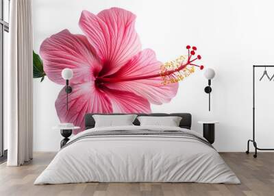 pink hibiscus flower isolated on white background :  Wall mural